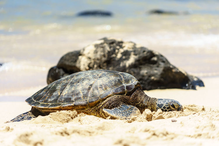 Close-up of turtle on beach