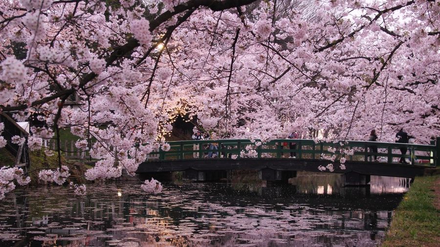 Bridge over the lake wit flower tree in foreground