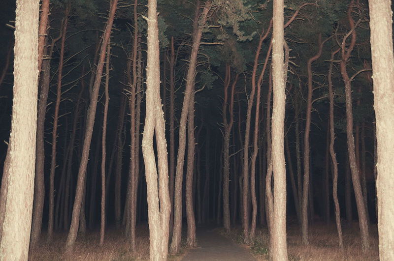View of forest at night