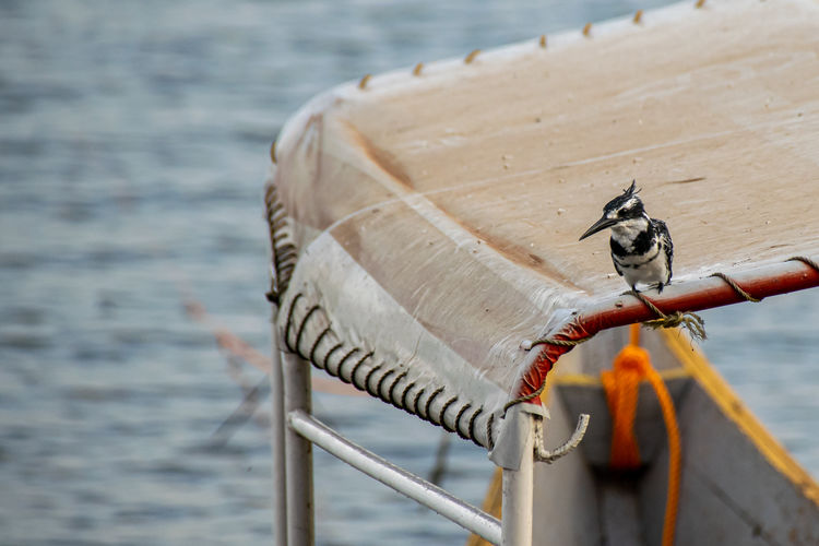 Pied kingfisher, ceryle rudis, perched on a mooring boat roof, lake victoria, uganda
