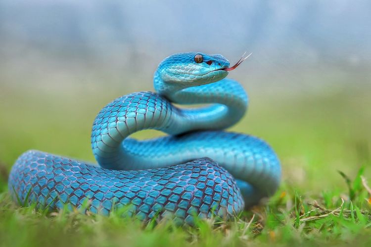Blue insularis snake tree pit viper 
