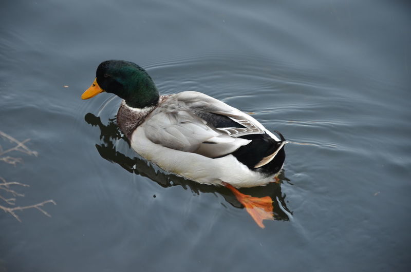High angle view of mallard duck swimming in lake