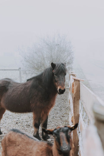 Portrait of horse standing in pen
