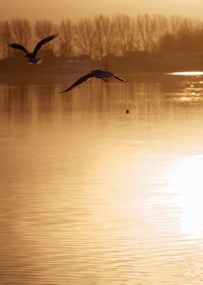 Silhouette birds flying against sky at sunset