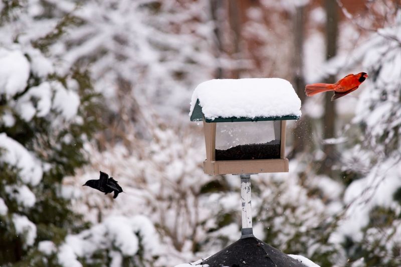 Birds flying by snow covered birdhouse