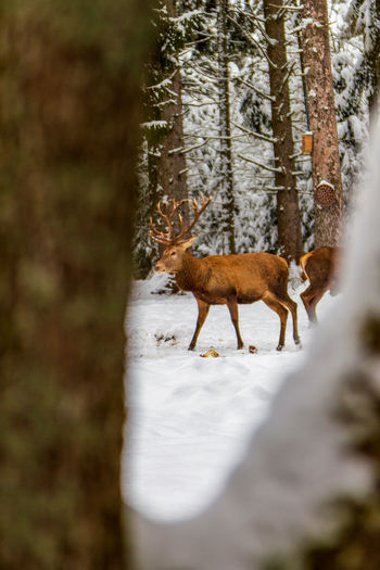 Deer in the winter forest