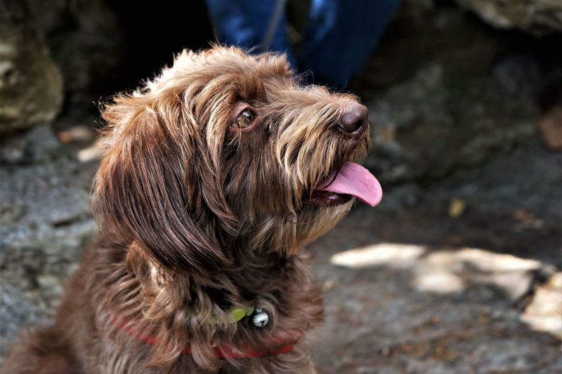 Close-up of a dog looking away