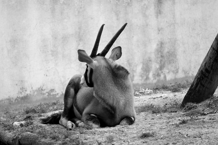 Oryx resting on field against wall