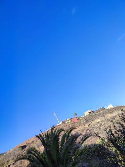Low angle view of plants against clear blue sky