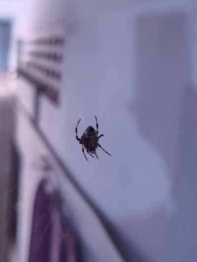 Close-up of spider