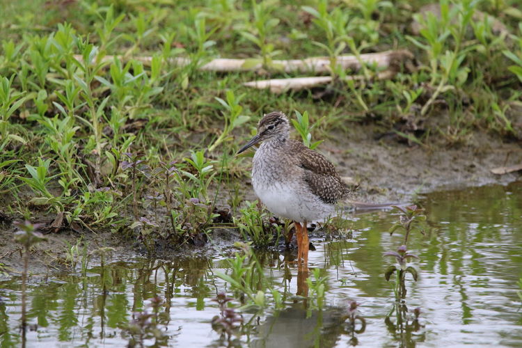 Young sandpiper in water 