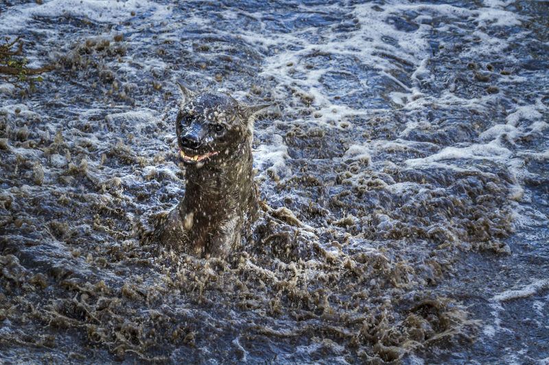 High angle view of hyena swimming in lake