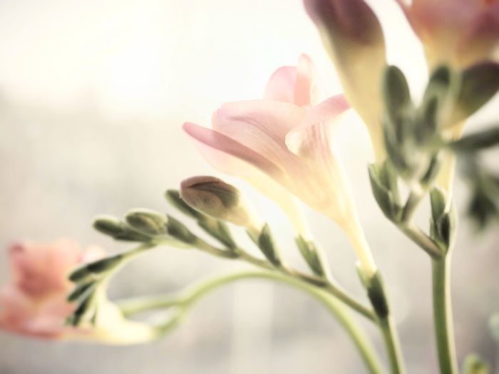 Close-up of flower against blurred background