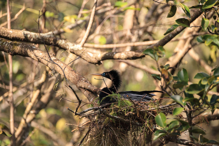 Female anhinga bird called anhinga anhinga and snakebird makes a nest as she prepares to lay eggs 
