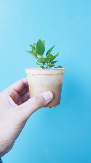 Cropped image of hand holding flower pot against turquoise background