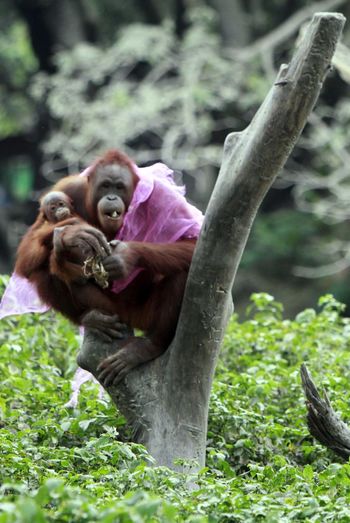 Orangutan with infant sitting on tree stump in forest
