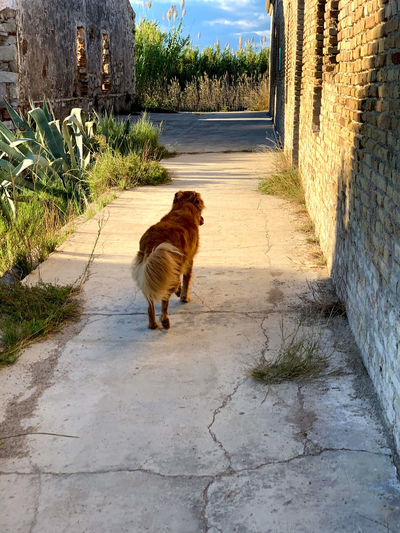 View of a dog on footpath in alley