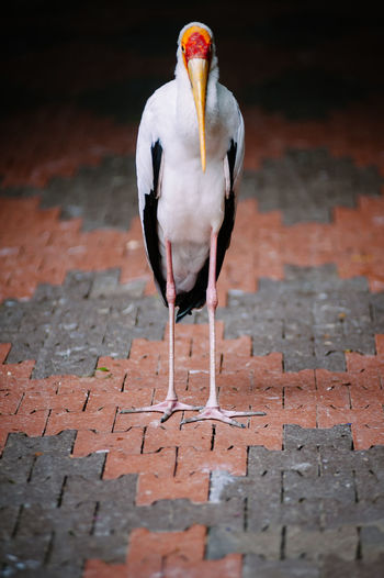 Stork perching on paved walkway