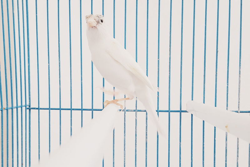 View of white parrot in cage