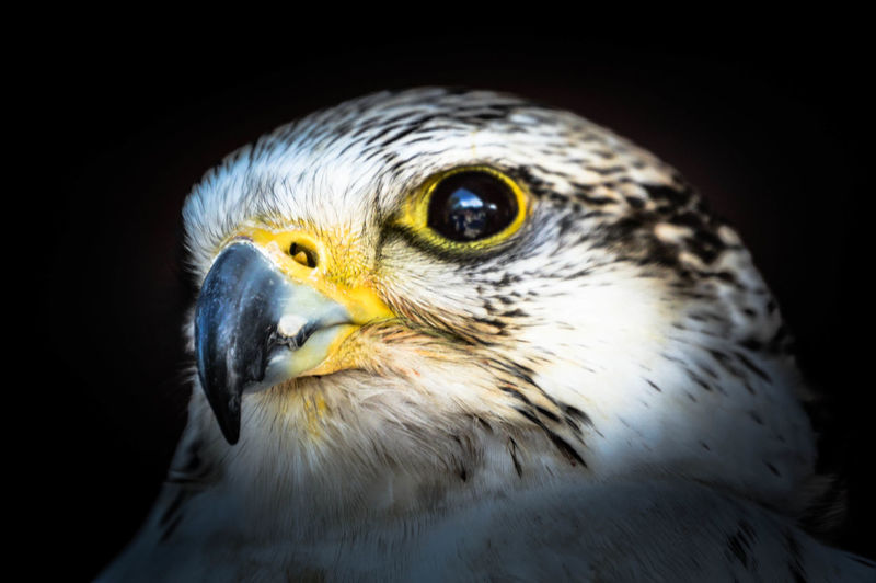 Close-up of a falcon