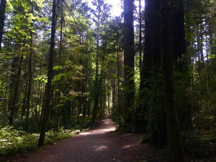 Dirt road amidst trees in forest