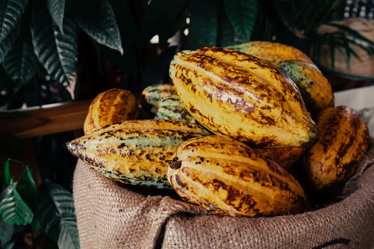 Many fresh ripe yellow cocoa pods in sack