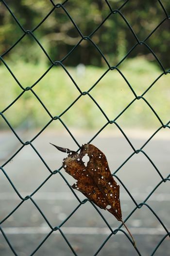 Close-up of butterfly on chainlink fence