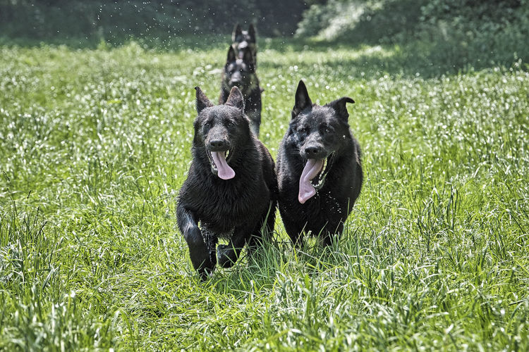 Two dogs running on grass