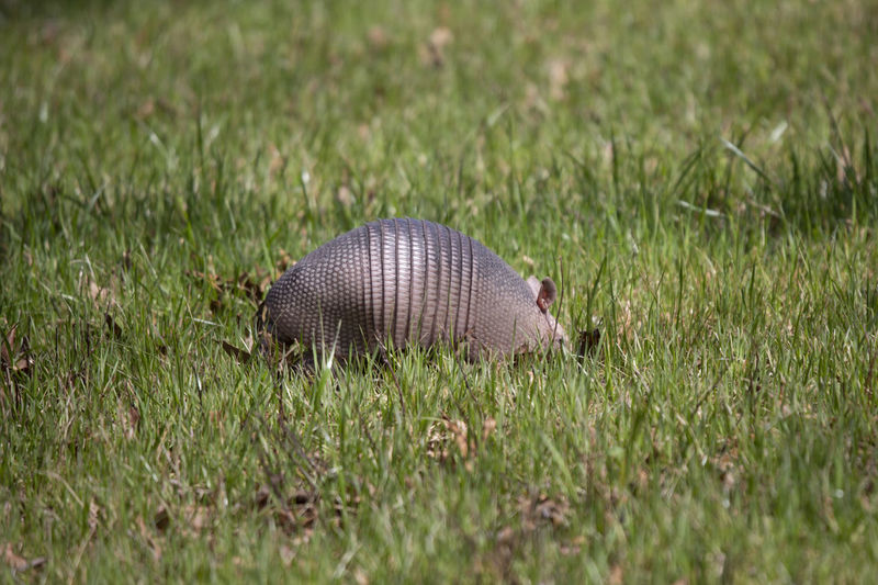 Close-up side view of a reptile on field