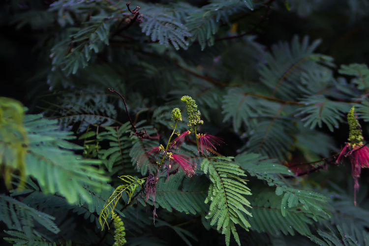 Close-up of a pine tree