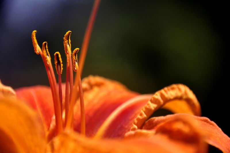 Macro shot of orange day lily