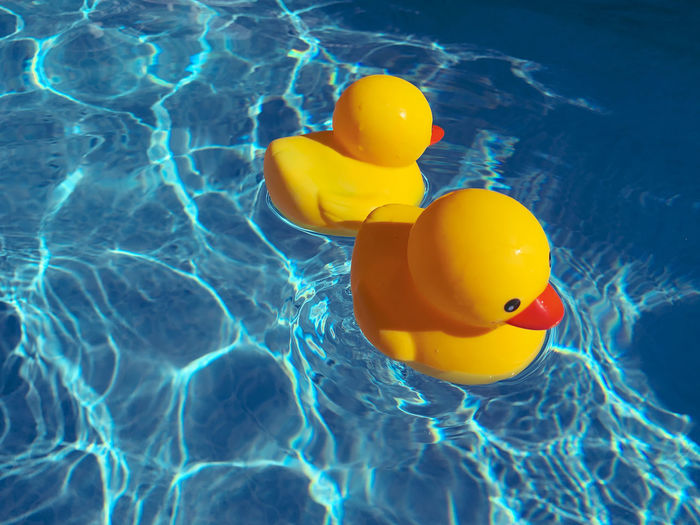 Two yellow toy ducks afloat drifting away from each other in an outdoor swimming pool on a sunny day