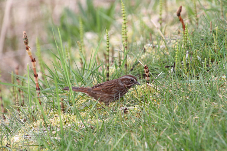 A song sparrow walking in the grass looking for food.