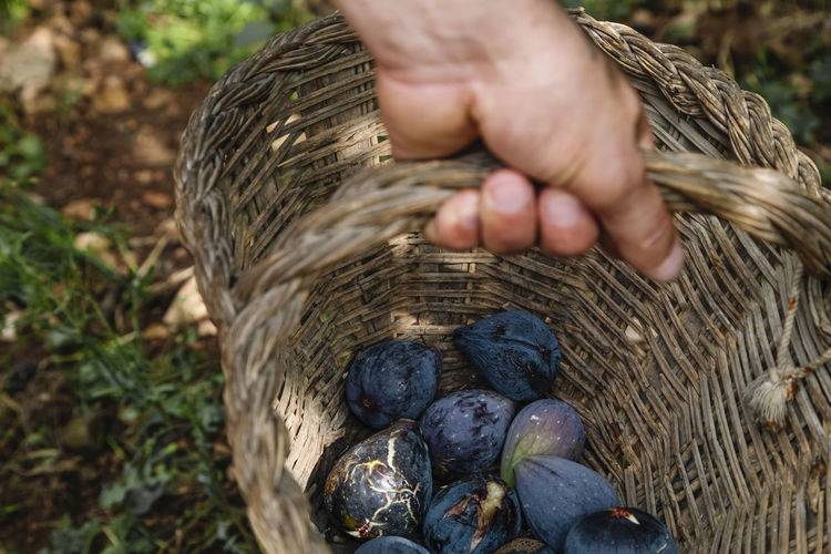 A close up of the farmer's hands with a basket with organic figs
