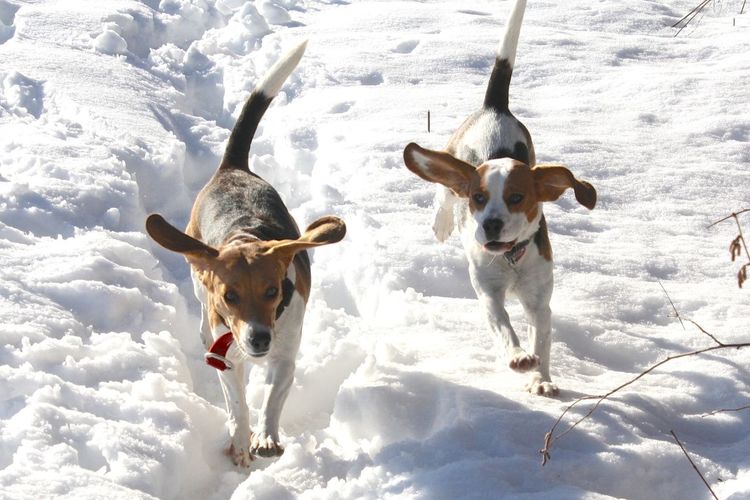 Two dogs running in the snow