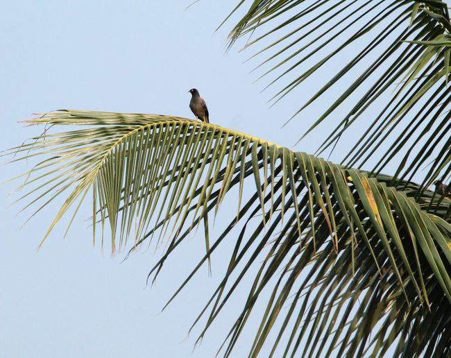 Low angle view of bird perched on tree
