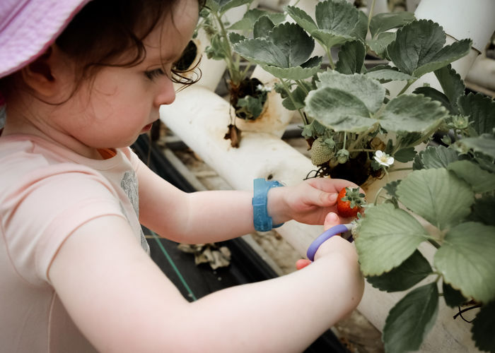 Girl harvesting strawberries at vegetable garden