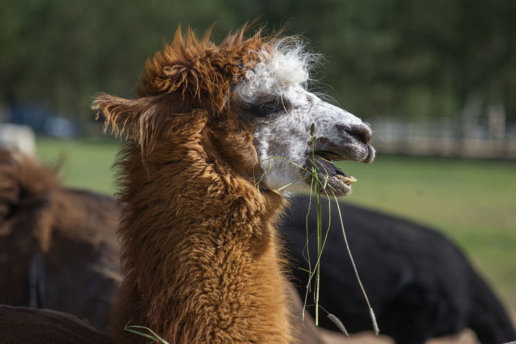 Close of cute alpaca with head erect and funny expression