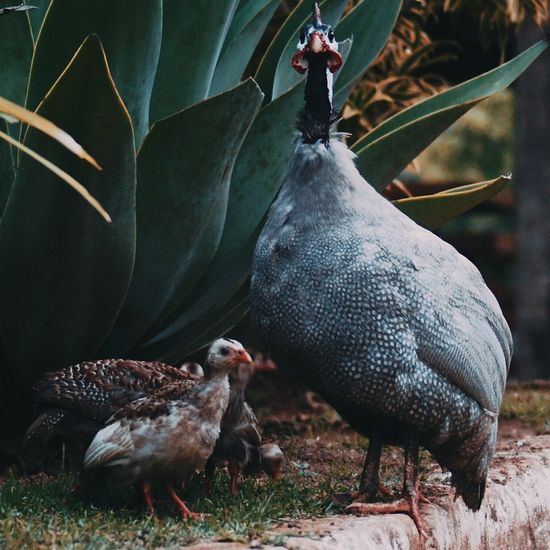Guinea fowl with young birds by plant