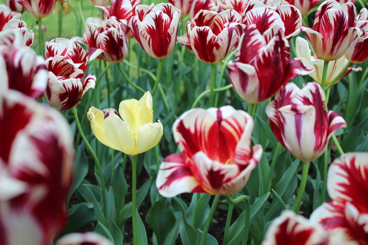 Close-up of red tulips