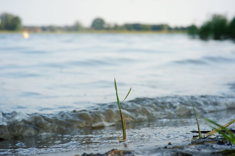 Close-up of plant in lake