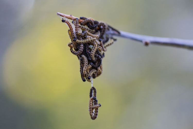 Close-up of caterpillars
