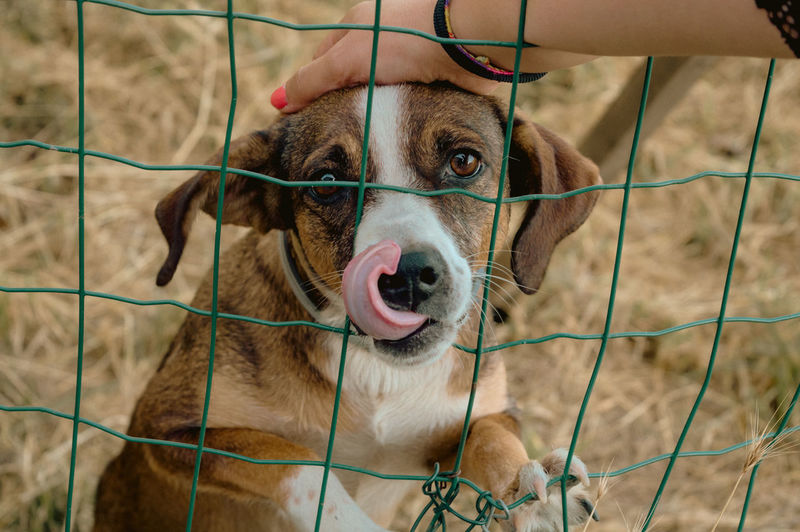 Female hand petting and touching a dog behind a fence - dog adoption concept - with tongue out