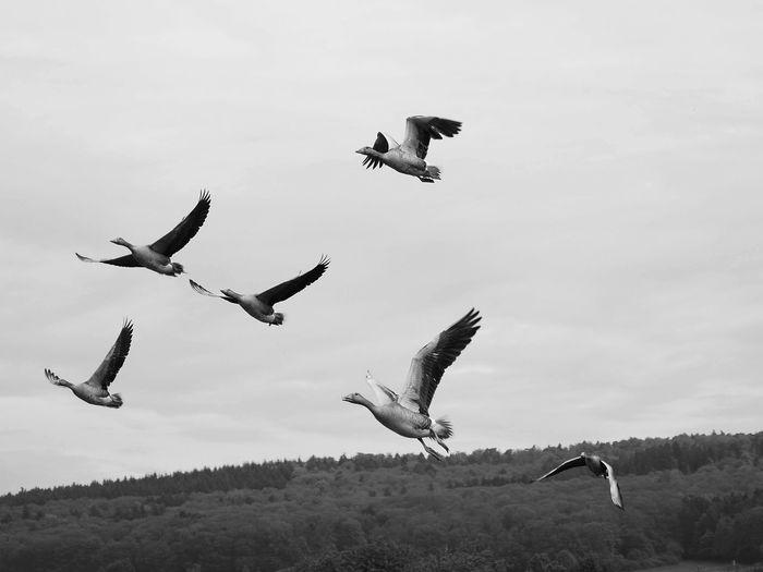 Flock of birds flying against sky