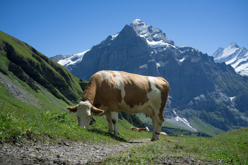 Cow grazing on field against mountains during winter