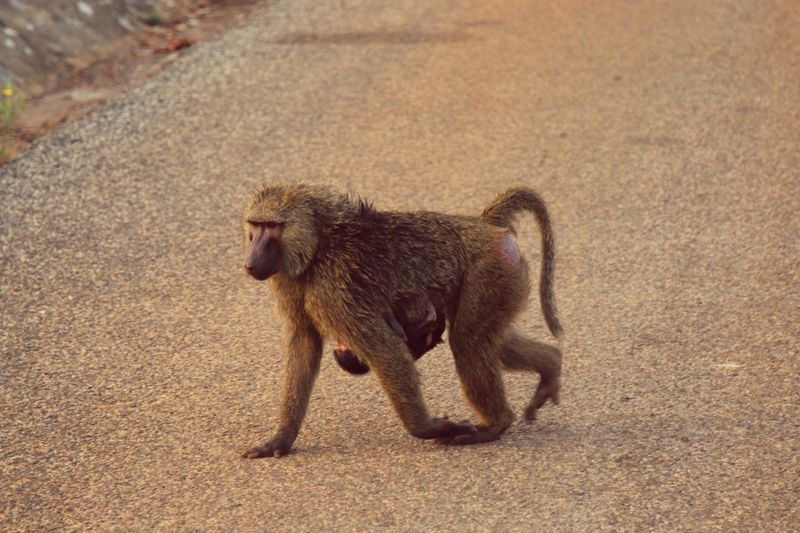 Side view of monkey on land