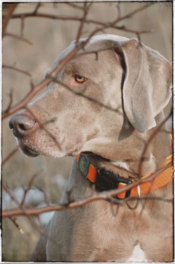 Close-up of a dog looking away