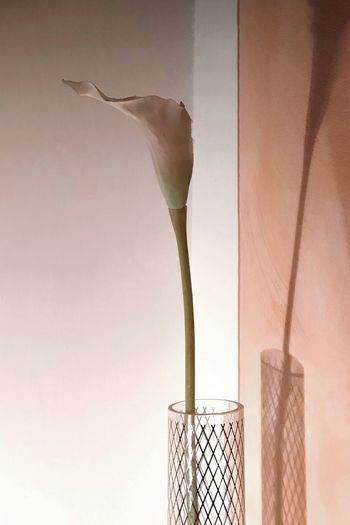 Close-up of white flower vase against wall