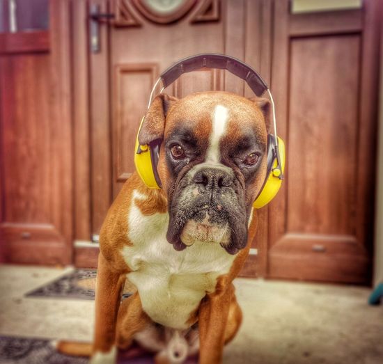 Close-up of dog wearing headphones