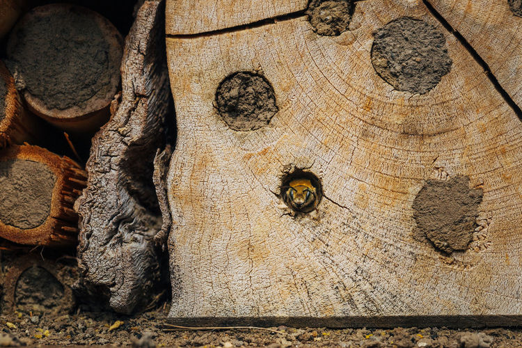 High angle view of bee on tree trunk